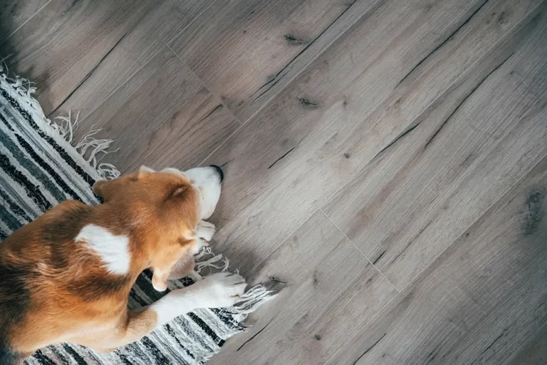Dog On Laminate Flooring Easipay Banner mobile friendly
