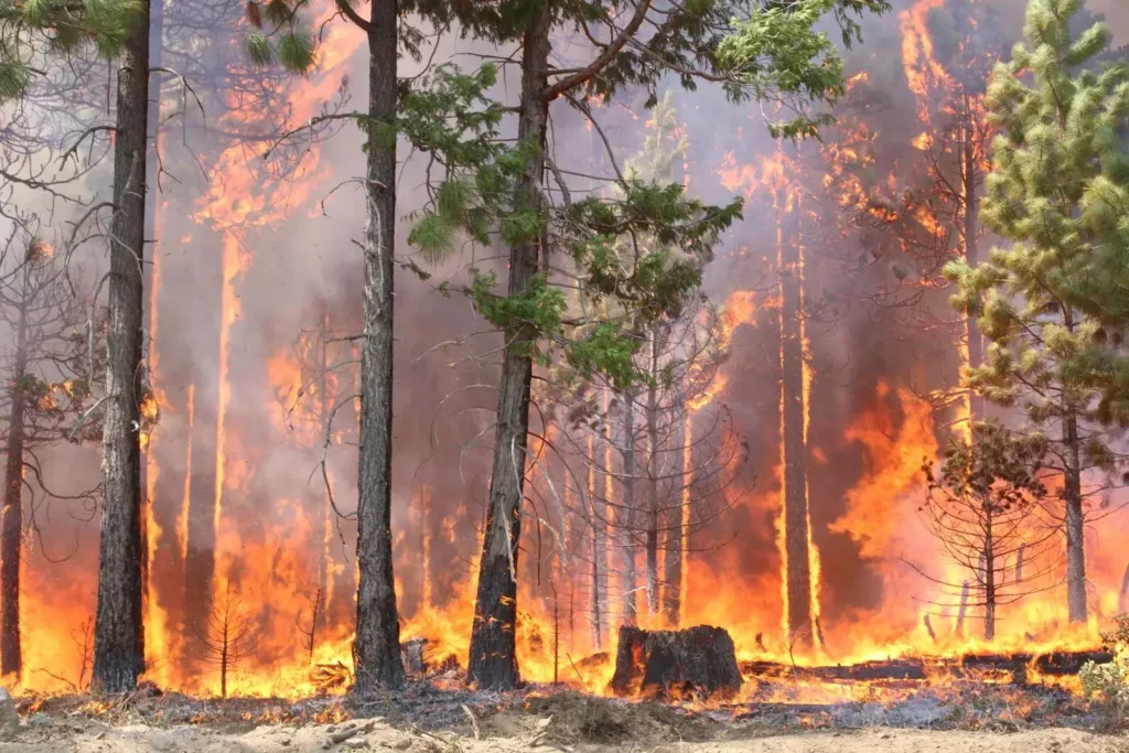 wildfire-Stanislaus-National-Forest-California-2013 (1)