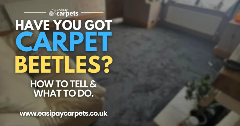 1. have you got carpet beetles? how to tell and how to remove carpet beetles