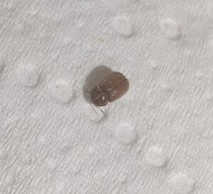 Easipay carpets - photo of carpet beetle / carpet bug 3