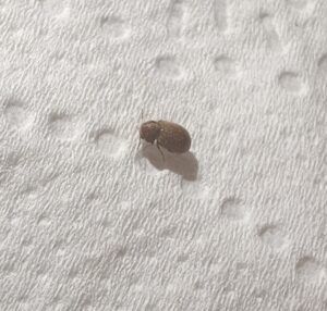 Easipay carpets - photo of carpet beetle / carpet bug 1