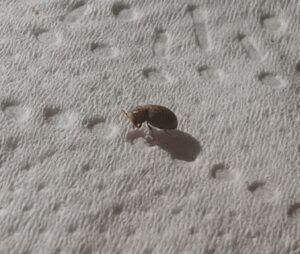 Easipay carpets - photo of carpet beetle / carpet bug 2
