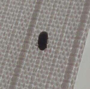 Easipay carpets - photo of carpet beetle / carpet bug 4