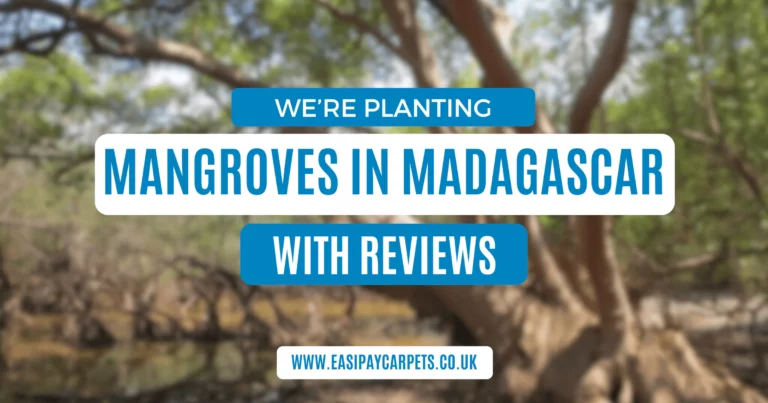 We're Planting Mangroves In Madagascar With Your Reviews!