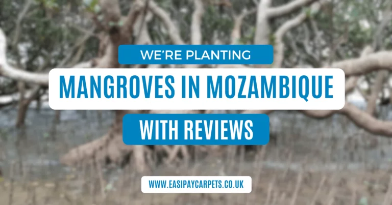 We're Planting Mangroves in Mozambique With Your Reviews!