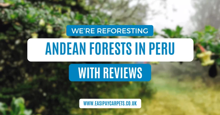 We're Reforesting Andean Forests in Peru With Reviews!